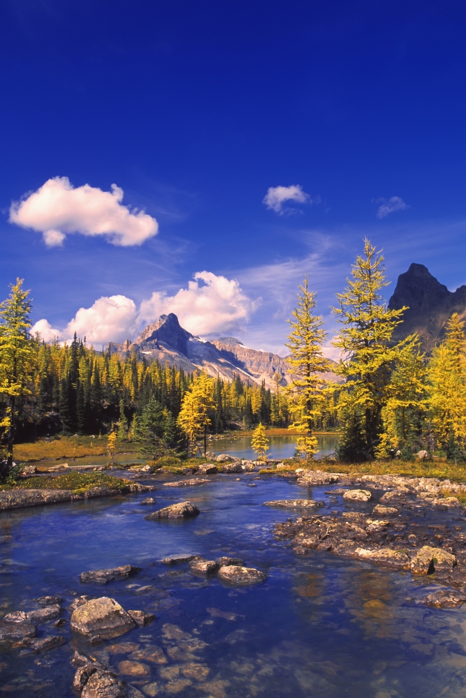 A Scenic Creek Canvas Art - Carson Ganci Design Pics (22 x 34)