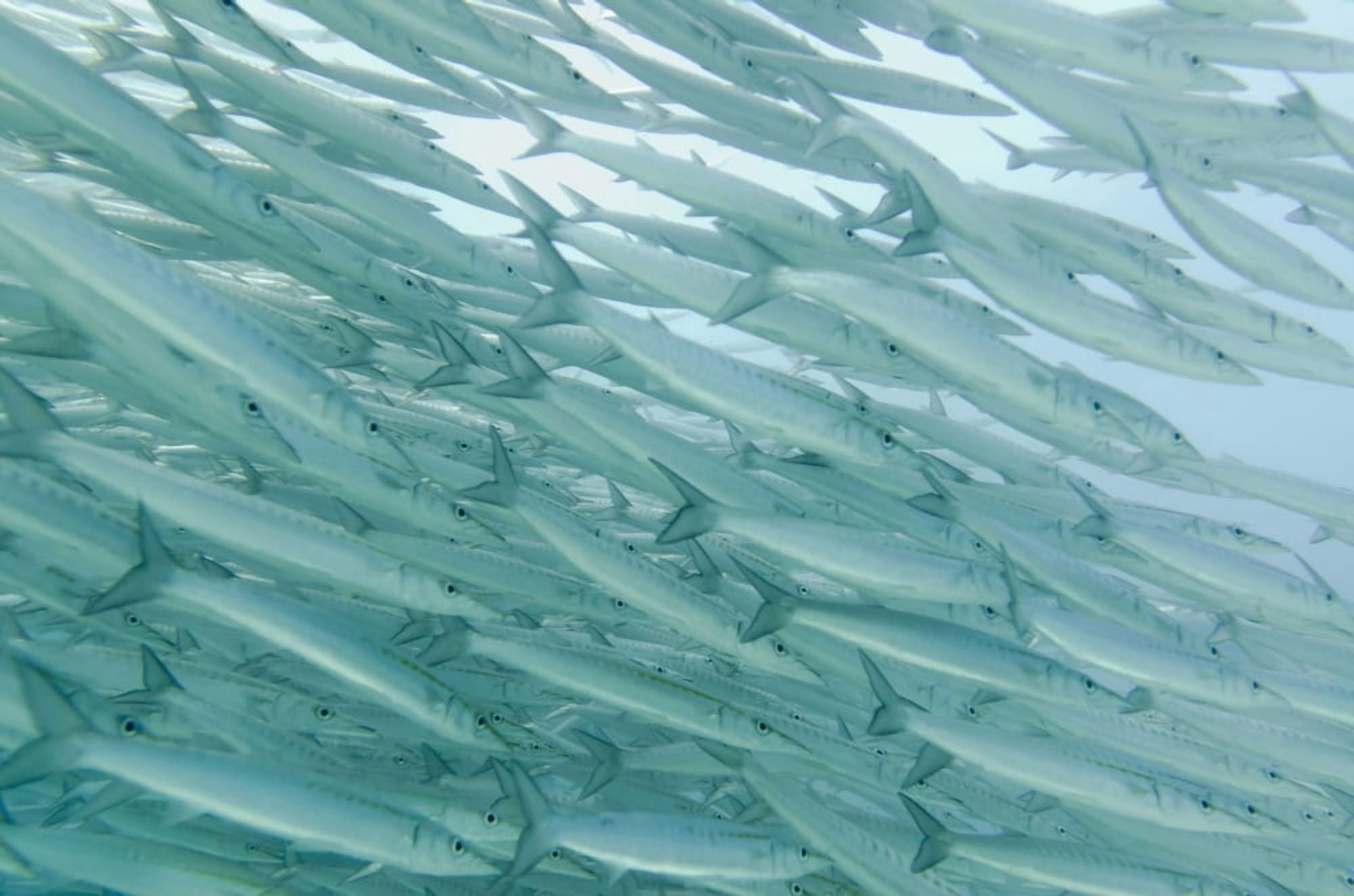A School Of Barracudas Swimming Underwater Galapagos Equador Canvas Art - Keith Levit  Design Pics (19 x 12)