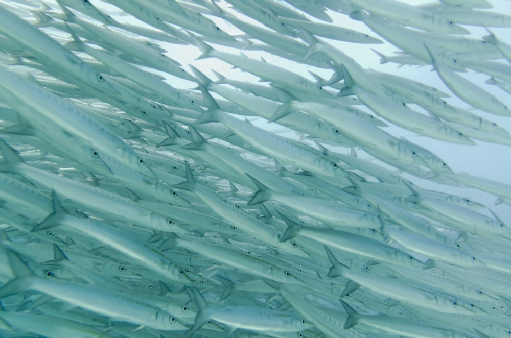 A School Of Barracudas Swimming Underwater Galapagos Equador Canvas Art - Keith Levit Design Pics (38 x 24)
