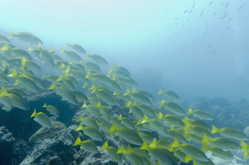 A School Of Fish Swimming Underwater Galapagos Equador Canvas Art - Keith Levit Design Pics (19 x 12)