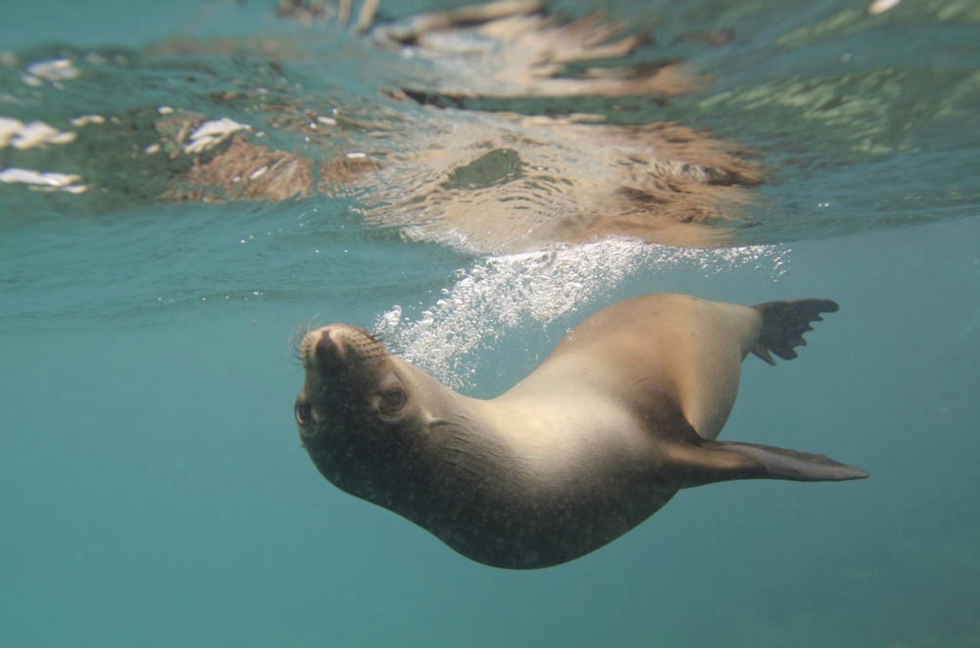 A Sea Lion Swimming Under The Waters Surface Galapagos Equador Canvas Art - Keith Levit Design Pics (19 x 12)