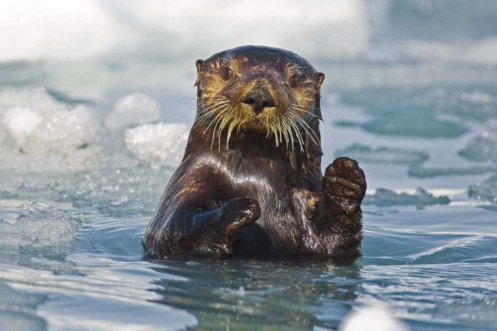 A Sea Otter Swimming Amongst Sea Ice In Harriman Fjord Prince William Sound Southcentral Alaska Canvas Art - Brian Guzzetti Design Pics (17 x 11)