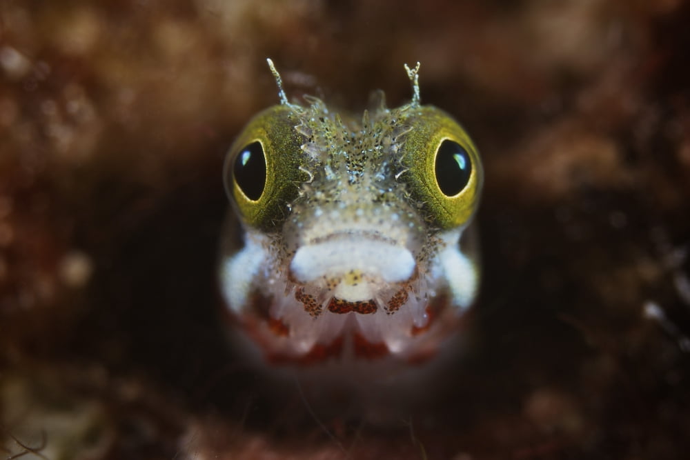A Secretary Blenny looks out from its coral home Canvas Art - Terry MooreStocktrek Images (18 x 12)