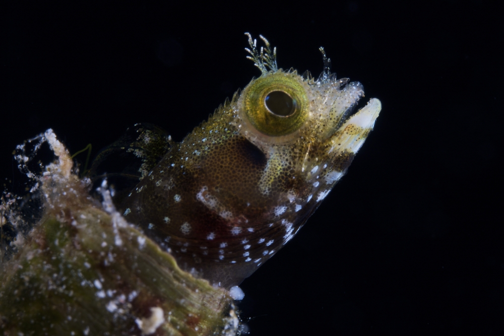 A Secretary Blenny looks out from its coral home Canvas Art - Terry MooreStocktrek Images (35 x 23)