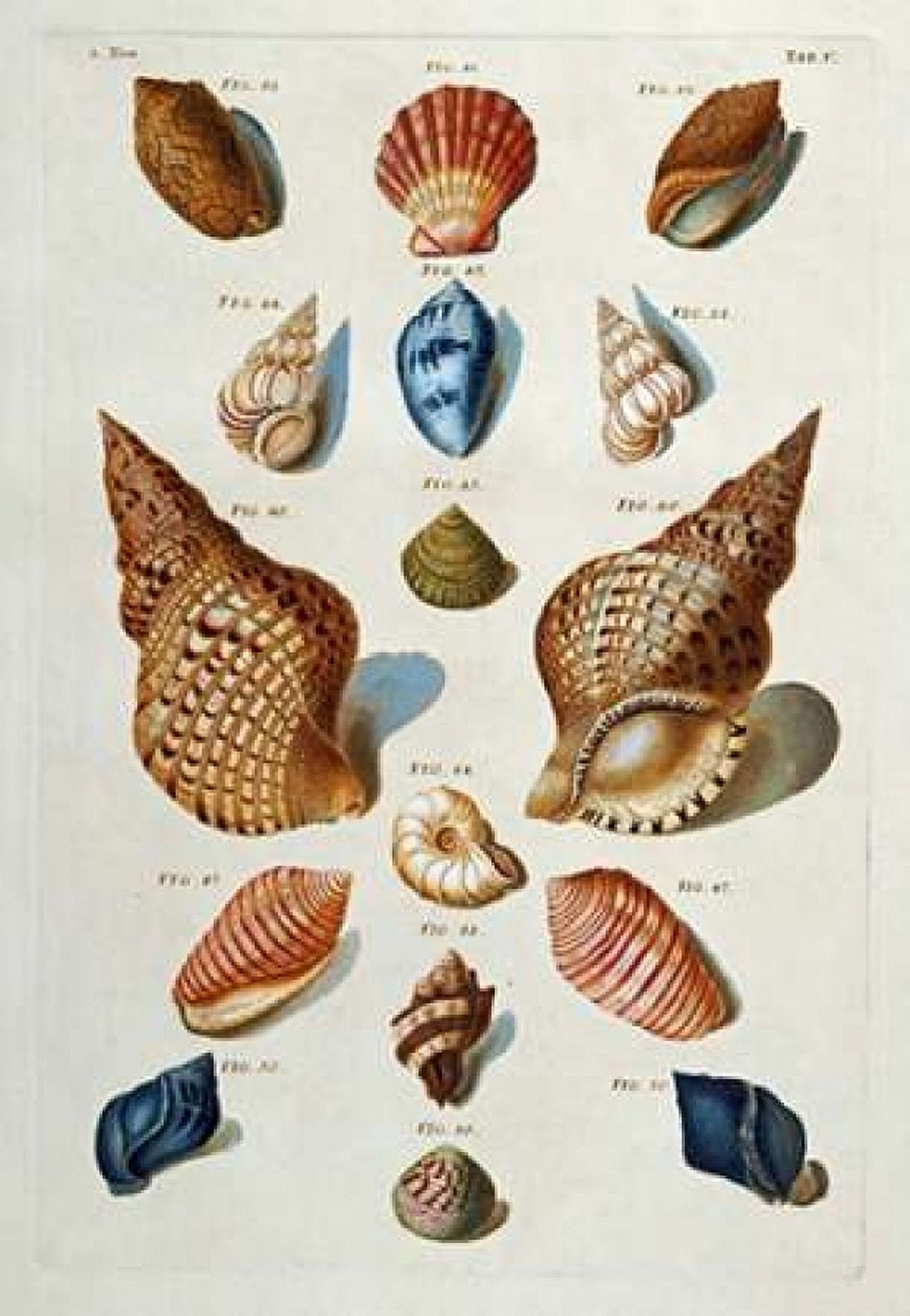 A Selection of Seashells Canvas Art - Franz Michael Regenfuss (20 x 28)