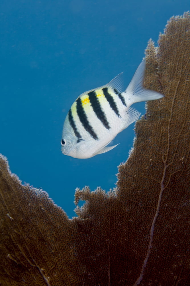 A Sergeant Major Damselfish and a sea fan Key Largo Florida Canvas Art - Michael WoodStocktrek Images (12 x 18)