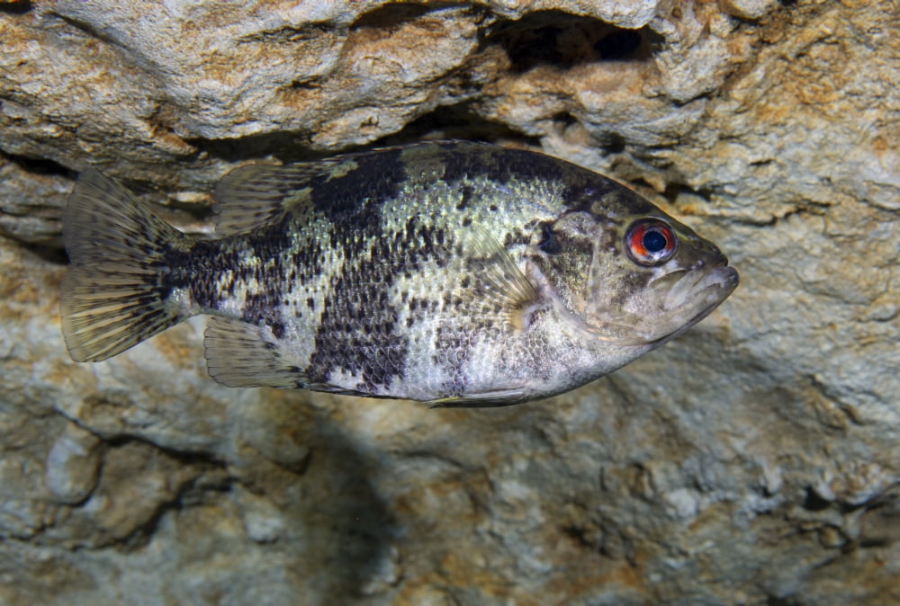 A Shadow Bass hovers motionless at the top of the Morrison Springs cavern Canvas Art - Michael WoodStocktrek Images (17 x 12)