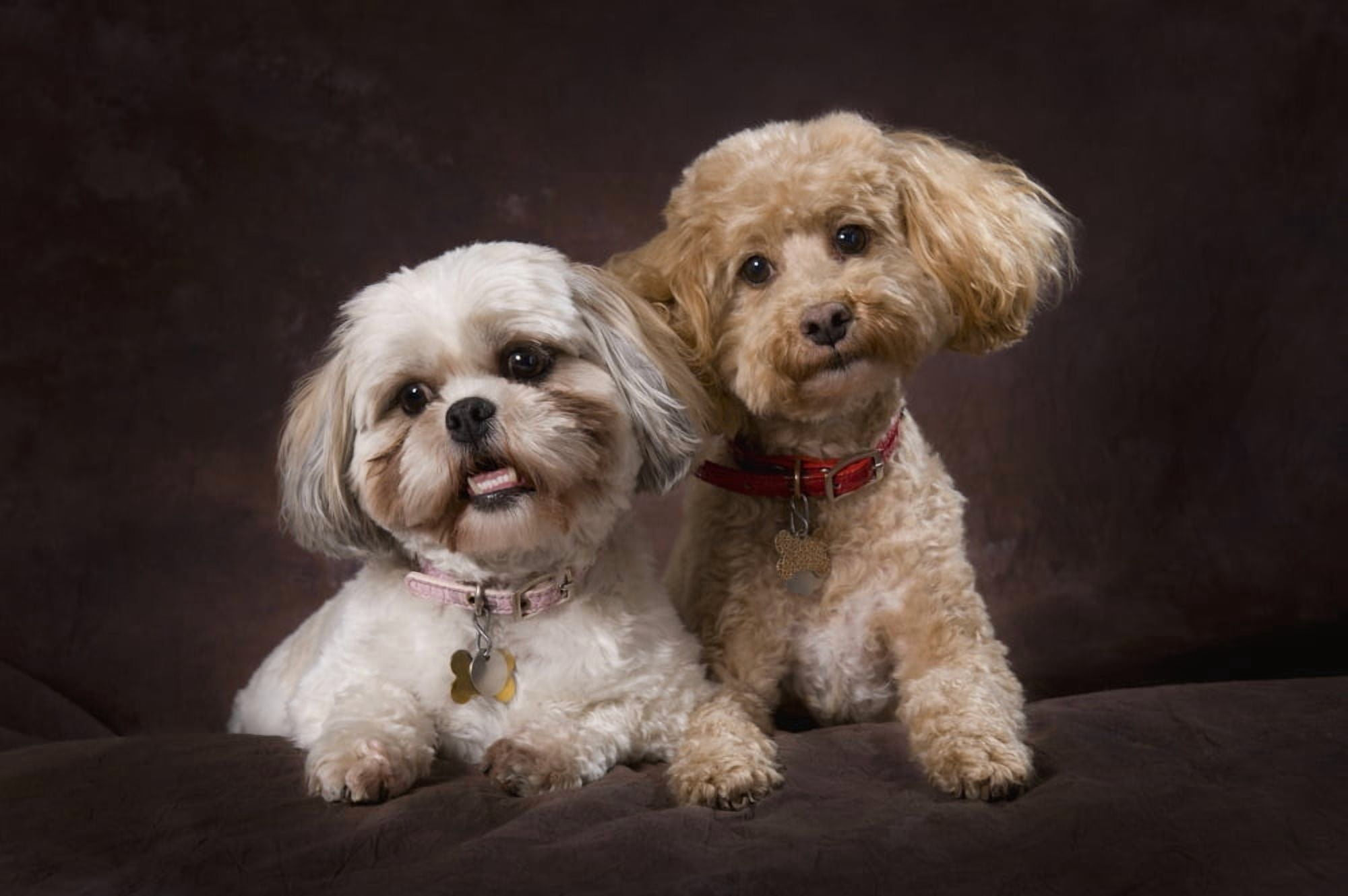A Shihtzu And A Poodle On A Brown Backdrop St Albert Alberta Canada Canvas Art - Corey Hochachka Design Pics (38 x 24)