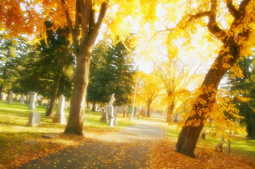 A Sidewalk Through Fall Trees Canvas Art - Don Hammond Design Pics (17 x 11)