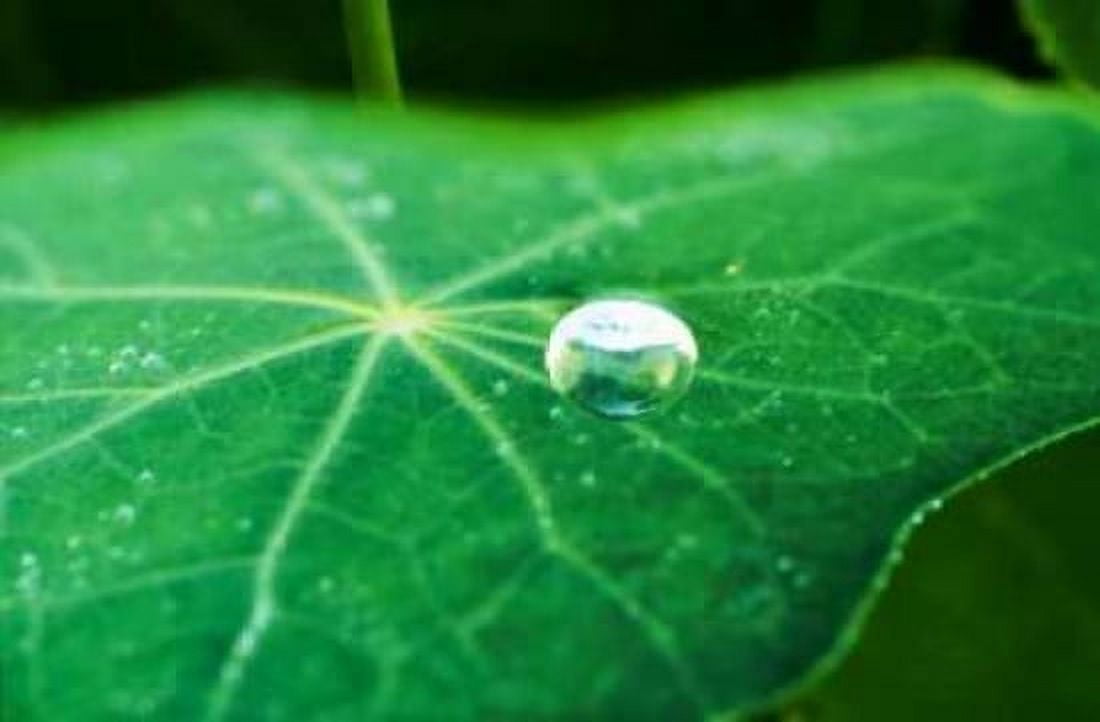 A Single Drop I Canvas Art - Bob Stefko (24 x 36)