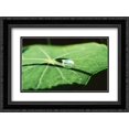 thumbnail image 1 of A Single Drop II 2x Matted 24x18 Black Ornate Framed Art Print by Stefko, Bob, 1 of 2