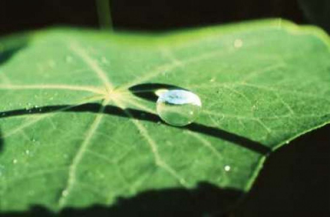 A Single Drop II Canvas Art - Bob Stefko (24 x 36)