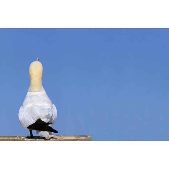 A Single Gannet Searches The Sky For Her Mate On Bonaventure Island Perce Quebec Canada Canvas Art - Richard Wear Design Pics (19 x 12)