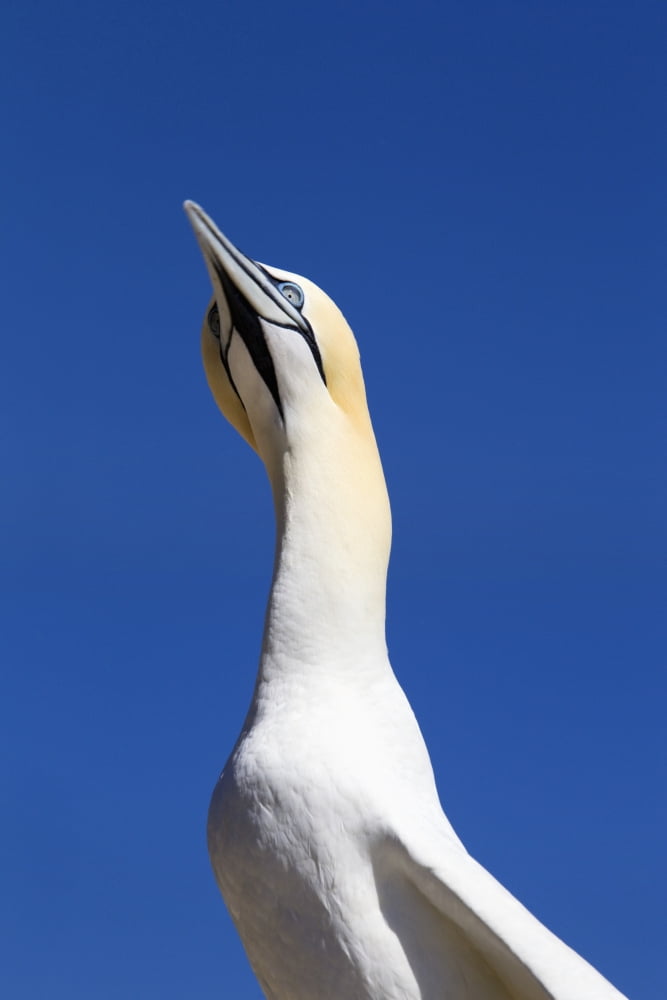 A Single Gannet Searches The Sky For Her Mate On Bonaventure Island Perce Quebec Canada Canvas Art - Richard Wear Design Pics (26 x 40)