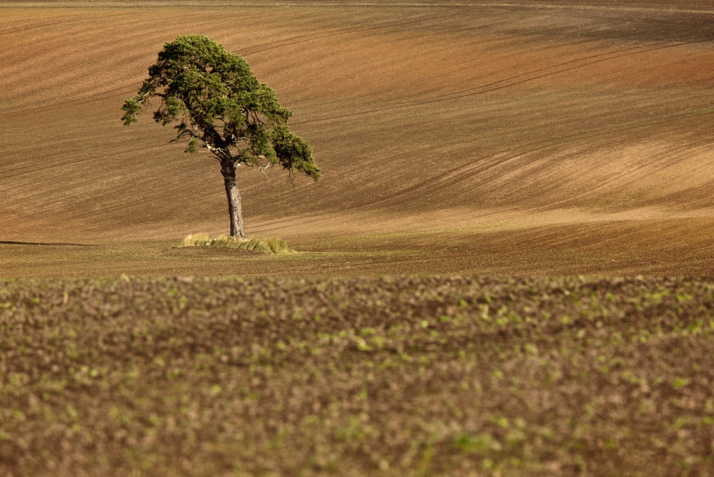 A Single Tree In A Field Scottish Borders Scotland Canvas Art - John Short Design Pics (38 x 24)
