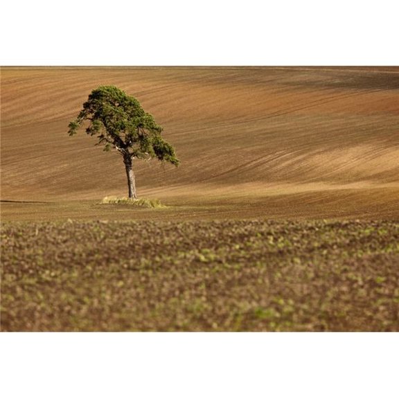 A Single Tree In A Field - Scottish Borders, Scotland Poster Print, 38 x 24 - Large
