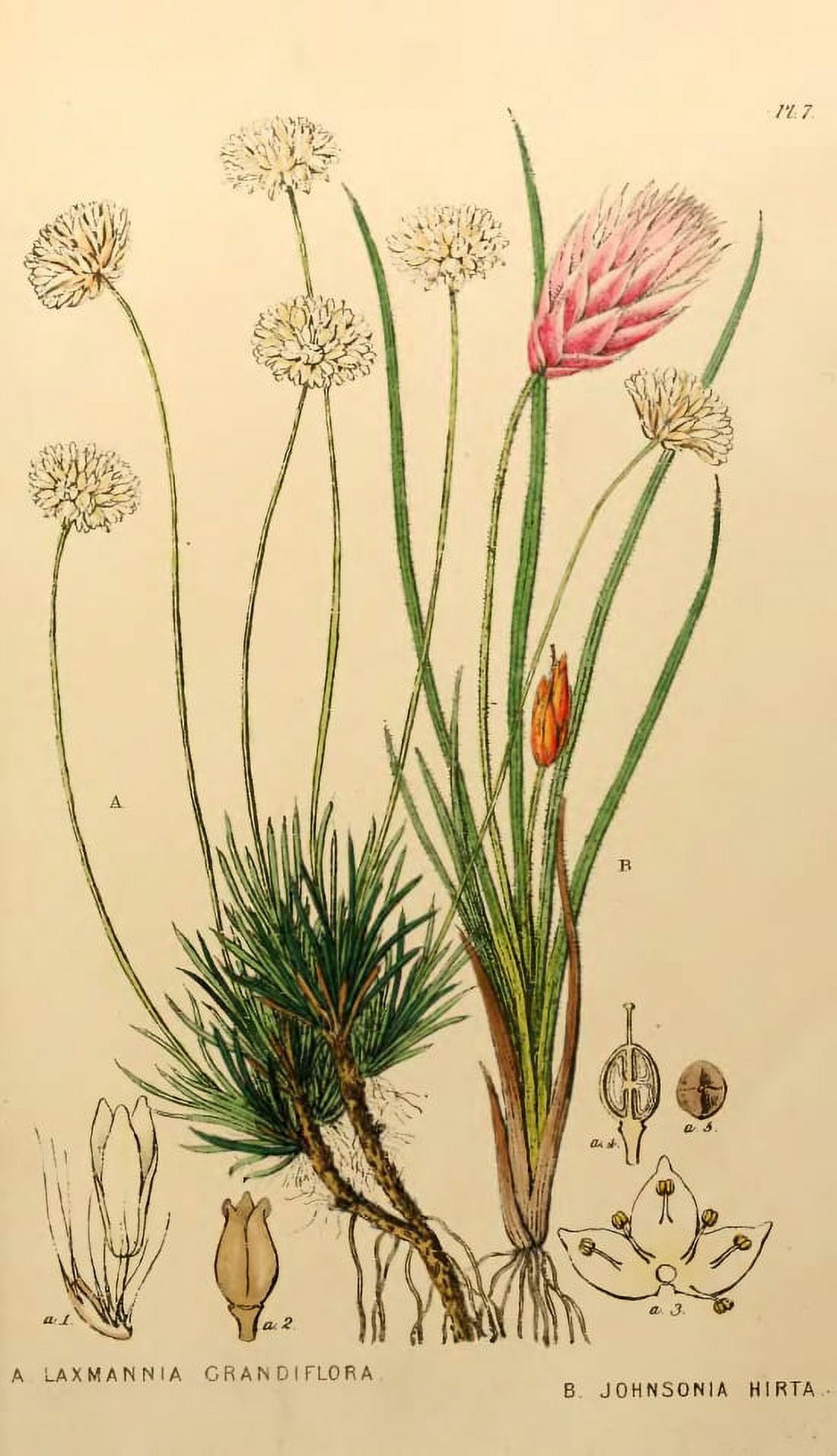 A Sketch Of The Vegetation Of The Swan River Colony Canvas Art - (24 x 36)