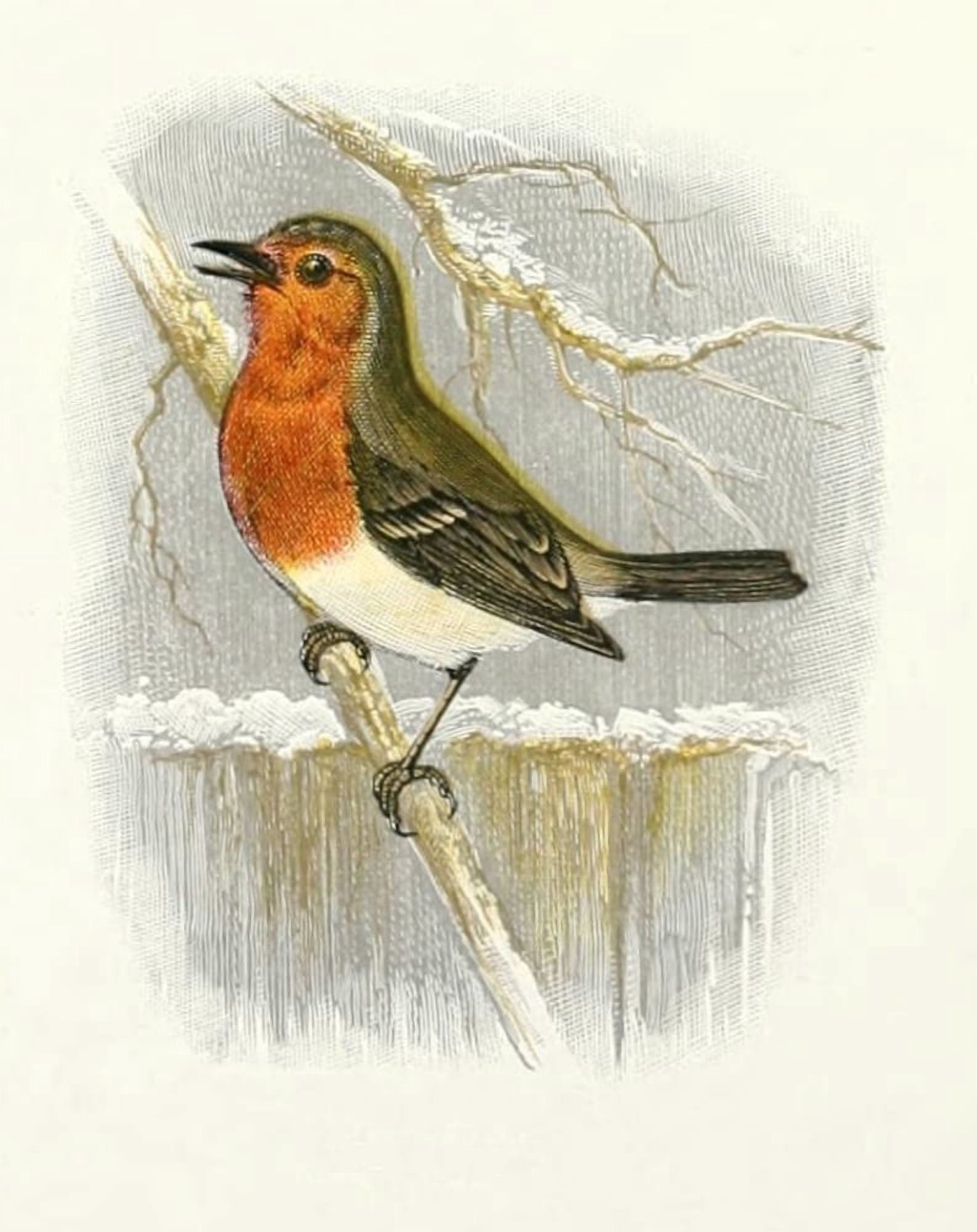 A Sketchbook of British Birds 1898 Robin Canvas Art - Alexander F Lydon (18 x 24)