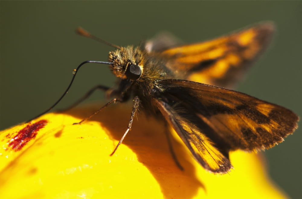 A Skipper Butterfly (Hesperiidae) Visits A Flower Astoria Oregon United States Of America Canvas Art - Robert L Potts Design Pics (19 x 12)