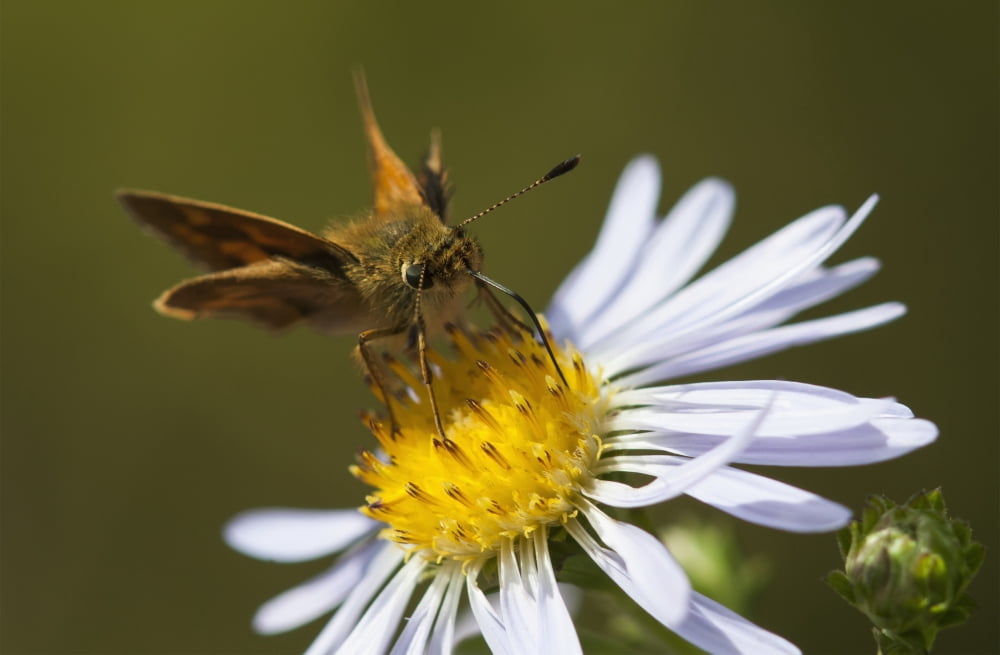 A Skipper butterfly seeks nectar from a Chilean Aster Astoria Oregon United States of America Canvas Art - Robert L Potts Design Pics (38 x 24)