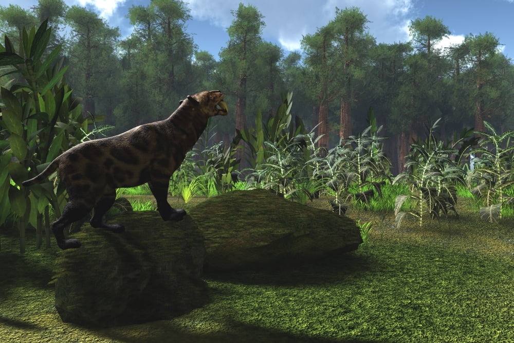 A Smilodon cat roars to warn other males to leave his territory Canvas Art - Corey FordStocktrek Images (35 x 23)