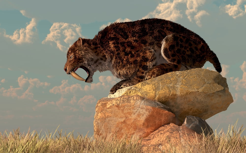A Smilodon sits on a rock surrounded by golden fall fields Canvas Art - Daniel EskridgeStocktrek Images (36 x 23)