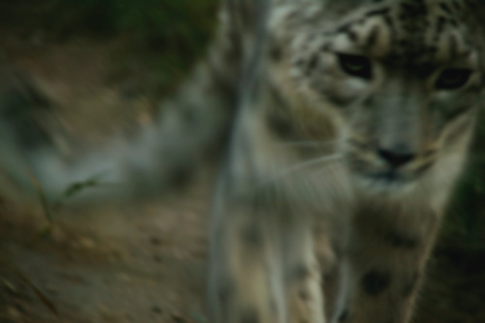 A Snow Leopard Canvas Art - Darren Greenwood Design Pics (34 x 22)