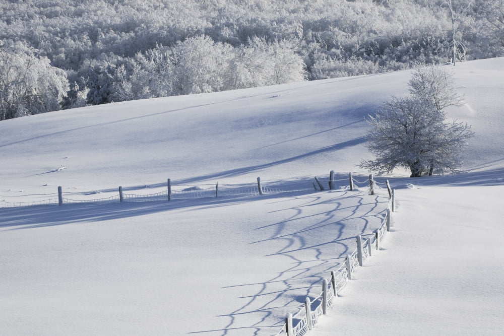 A Snowy Field Canvas Art - David Chapman Design Pics (19 x 12)