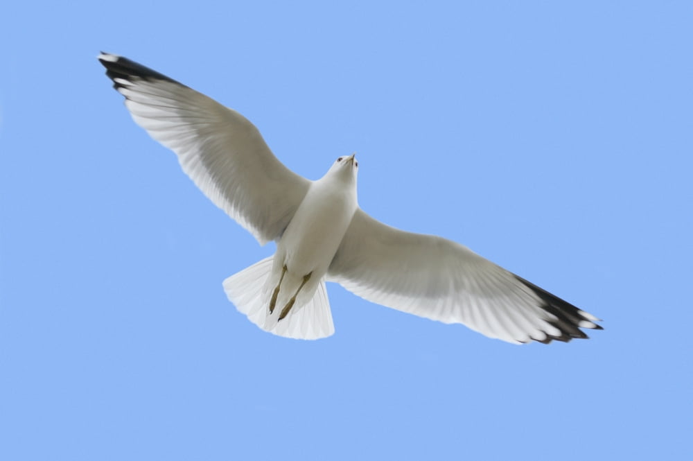 A Soaring Dove Canvas Art - Don Hammond Design Pics (34 x 22)