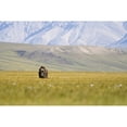 thumbnail image 1 of A Solitary Musk Ox Wanders Through The Grass Along The Canning River In Anwr. Summer In Arctic Alaska. Print, 1 of 3
