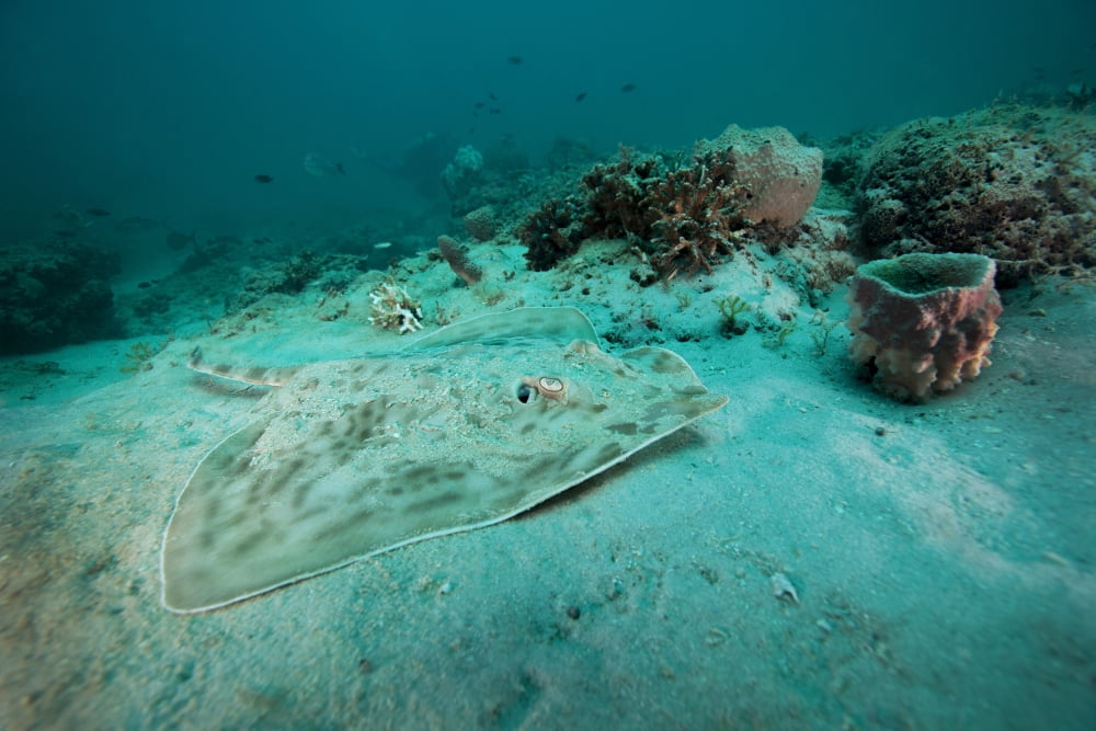 A Southern Stingray on the sandy bottom off the coast of Panama City Florida Canvas Art - Michael WoodStocktrek Images (18 x 12)