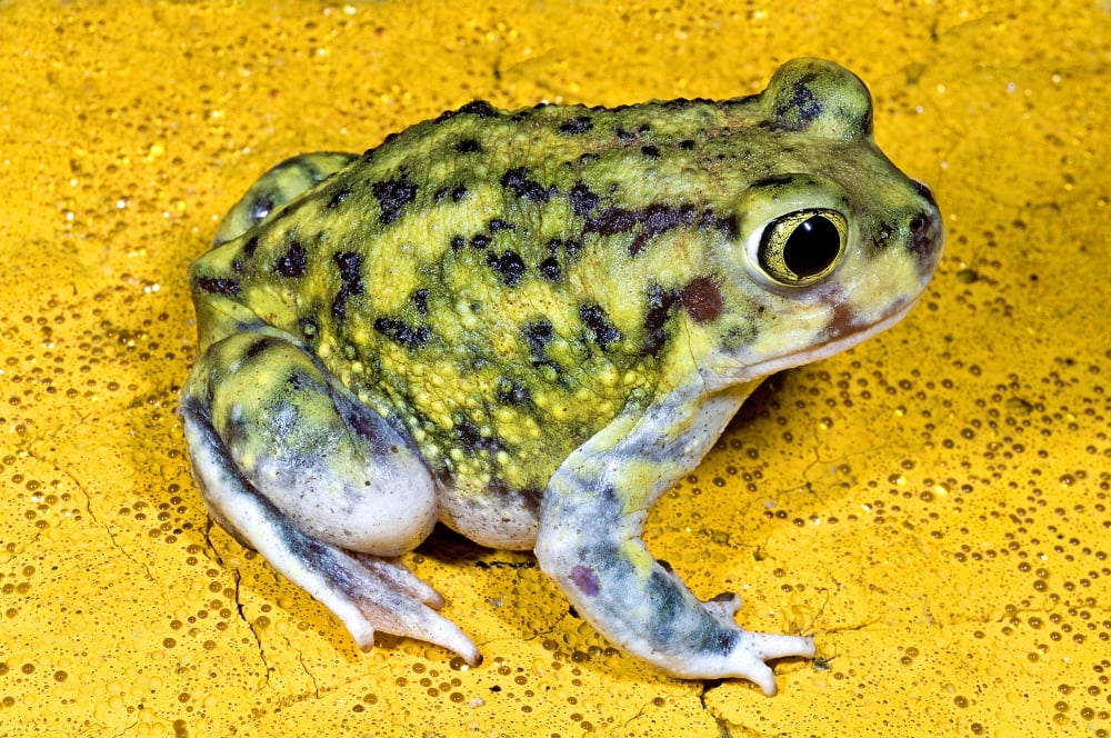 A Spadefoot Toad Canvas Art - Jack Goldfarb Design Pics (34 x 22)