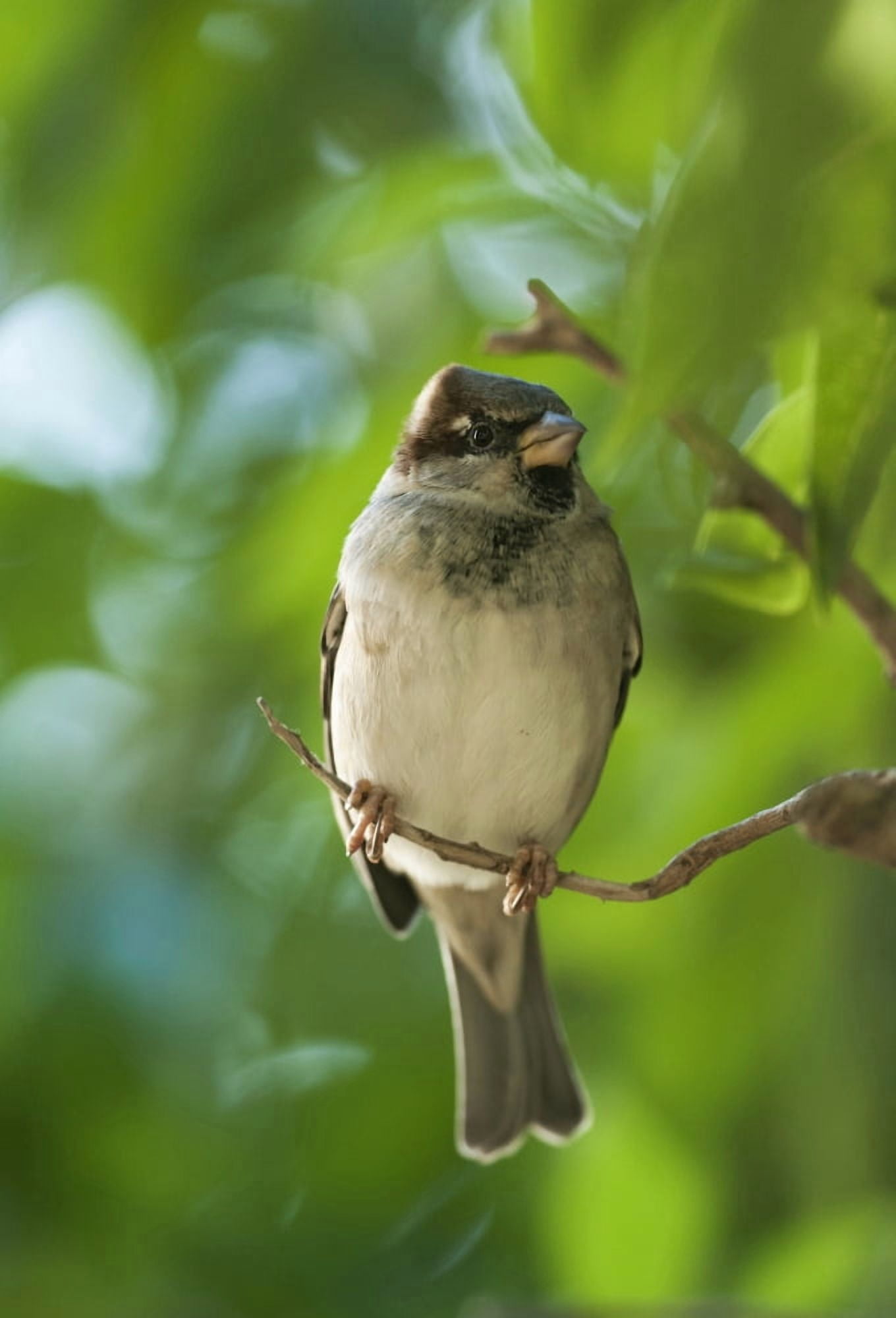 A Sparrow Perched On A Small Branch Tarifa Cadiz Andalusia Spain Canvas Art - Ben Welsh Design Pics (12 x 18)