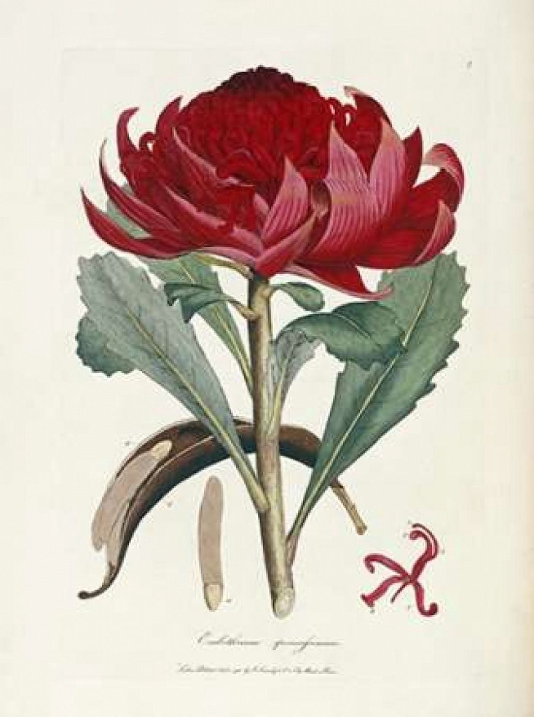 A Specimen of The Botany of New Holland Canvas Art - James Edward Smith (18 x 24)