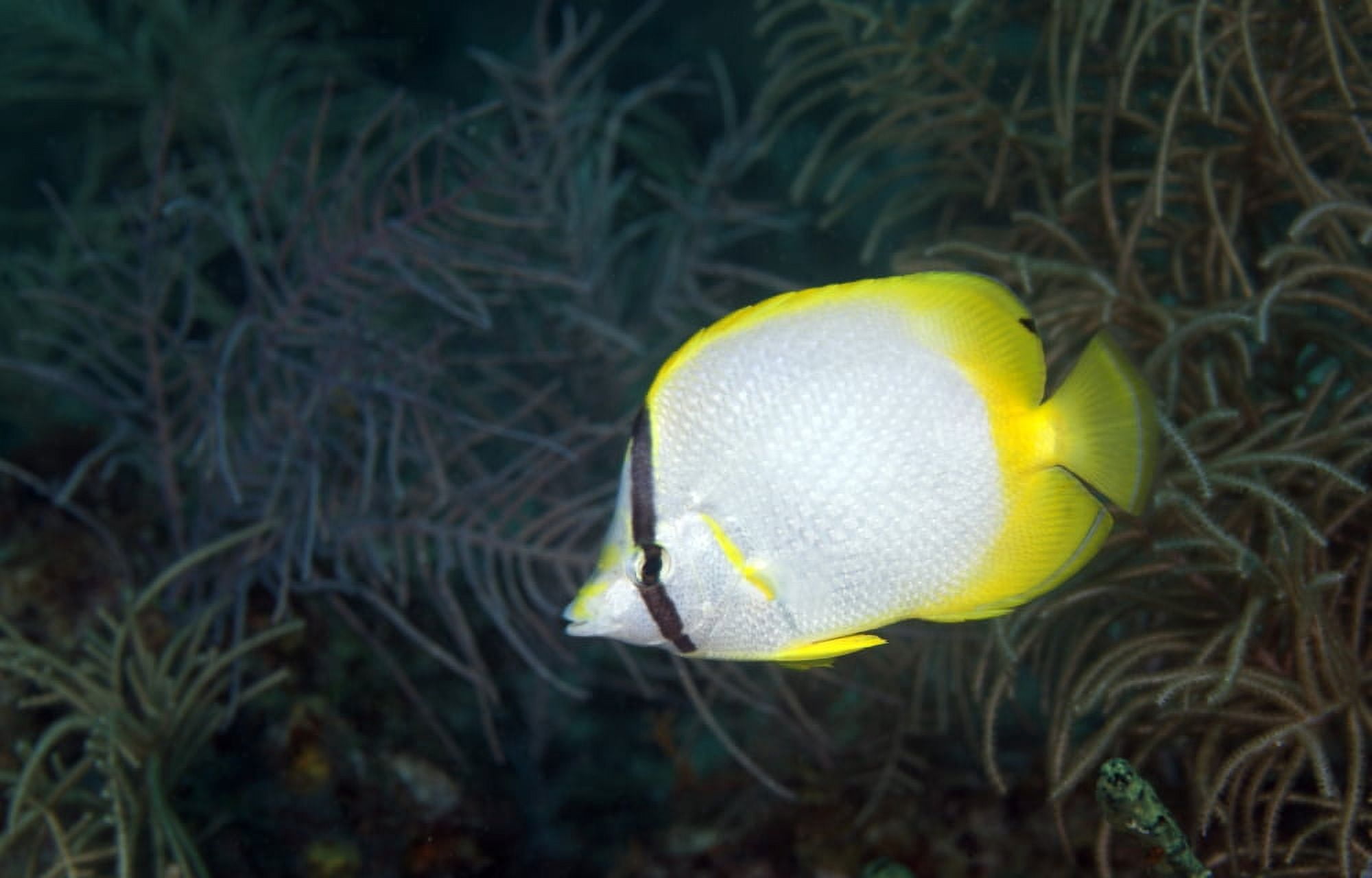 A Spotfin Butterflyfish Canvas Art - Michael WoodStocktrek Images (18 x 12)