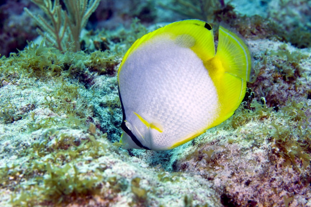 A Spotfin Butterflyfish feeding off the coral reef Key Largo Florida Canvas Art - Michael WoodStocktrek Images (18 x 12)