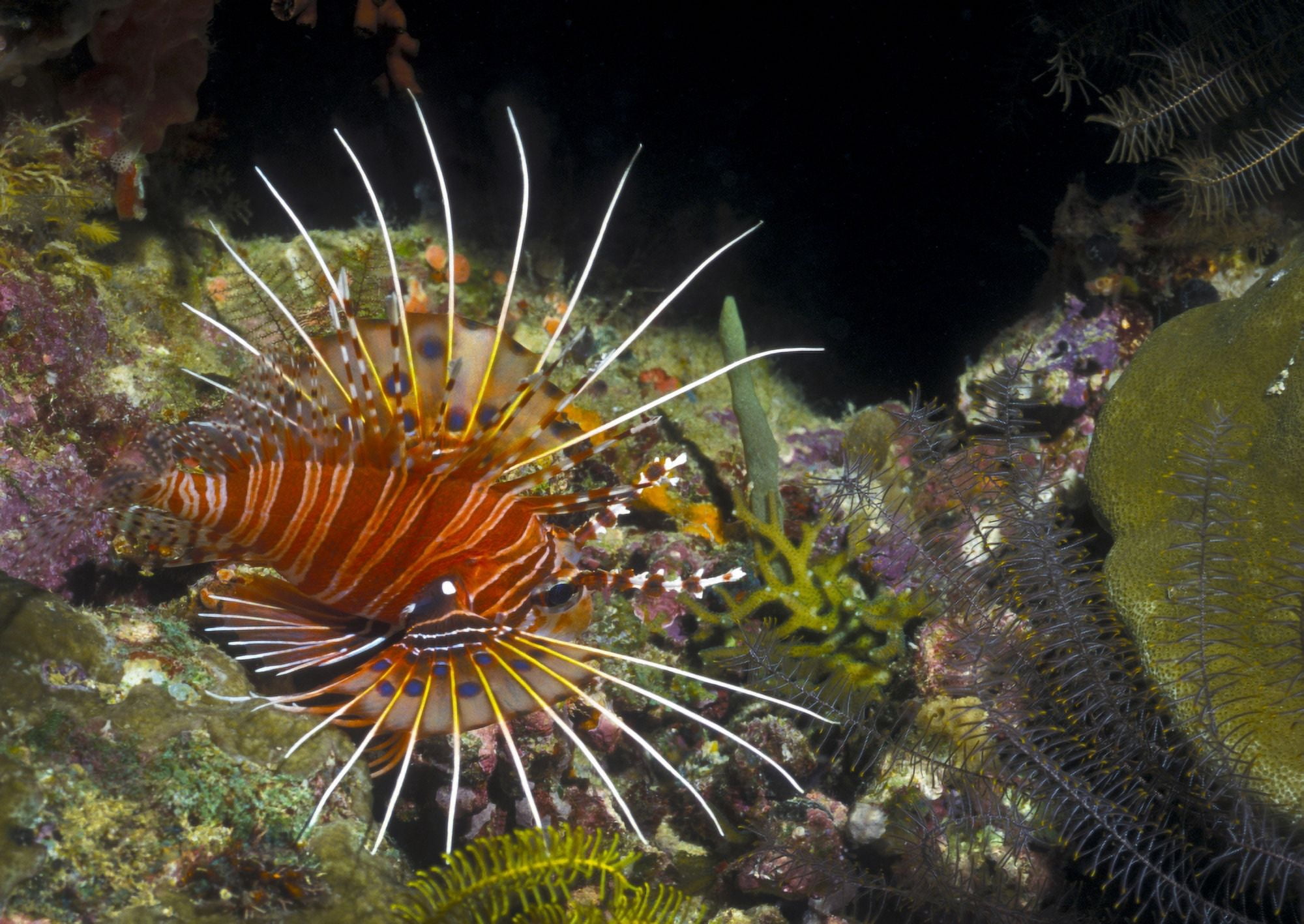 A Spotfin Lionfish flares its dorsel spines and fins Papua New Guinea Canvas Art - Michael WoodStocktrek Images (17 x 12)