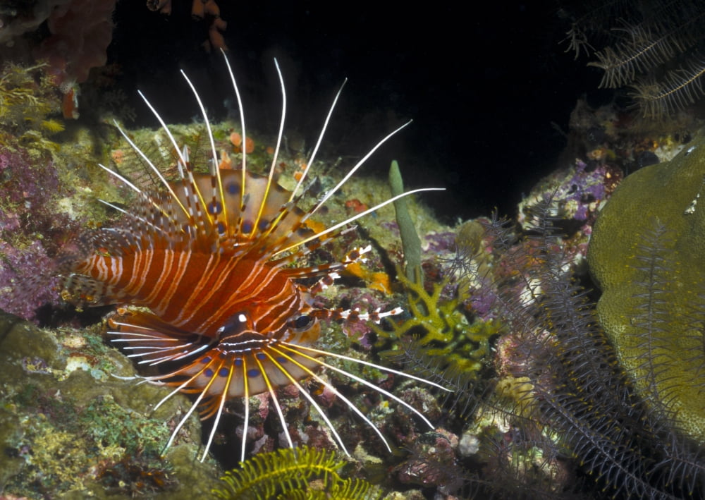 A Spotfin Lionfish flares its dorsel spines and fins Papua New Guinea Canvas Art - Michael WoodStocktrek Images (34 x 24)