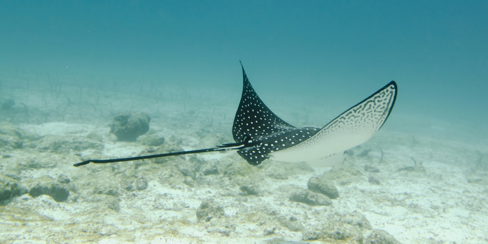 A Spotted Eagle Ray (Aetobatus Narinari)Under The Water Galapagos Equador Canvas Art - Keith Levit Design Pics (22 x 11)
