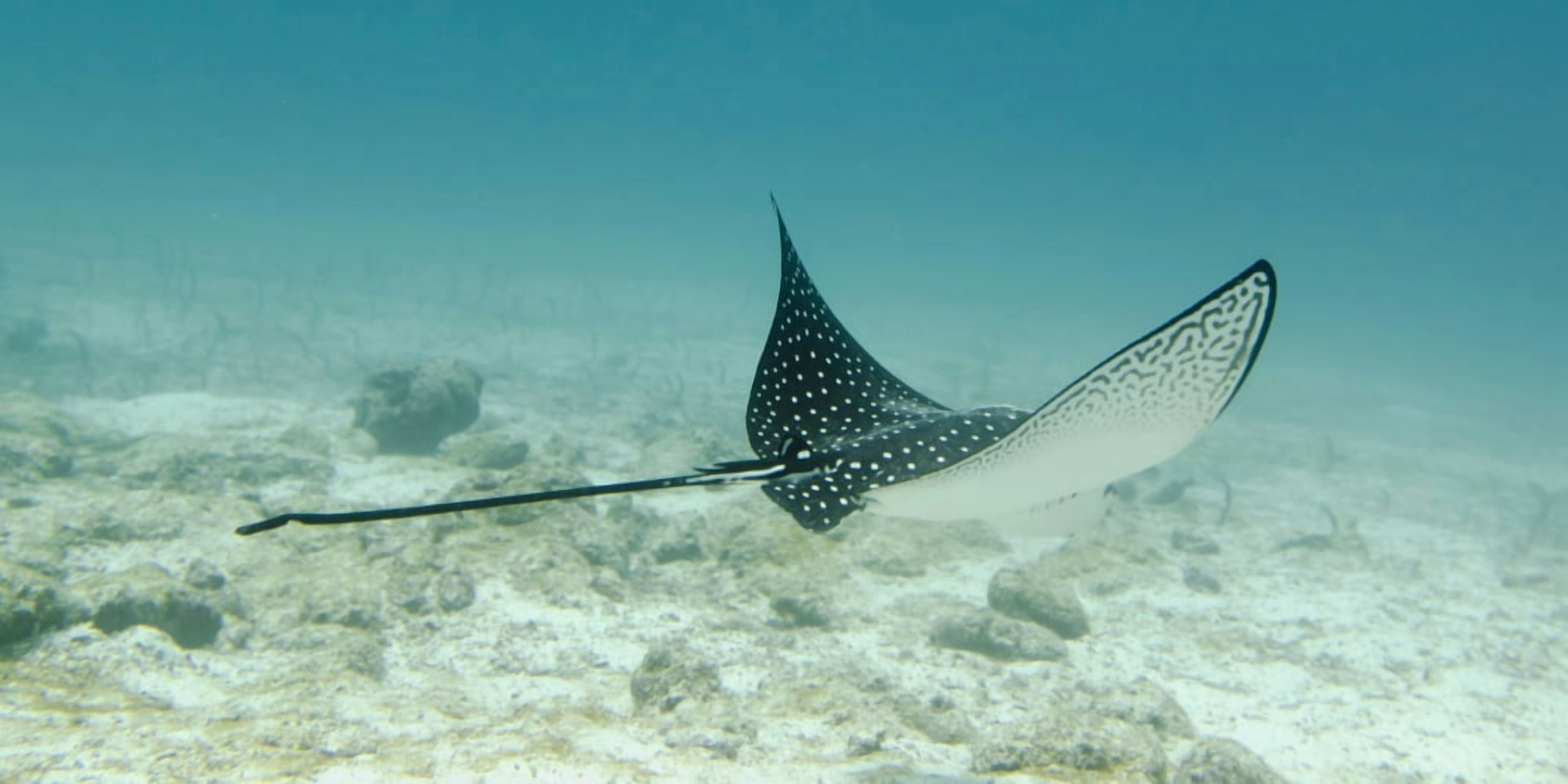 A Spotted Eagle Ray (Aetobatus Narinari)Under The Water Galapagos Equador Canvas Art - Keith Levit Design Pics (44 x 22)