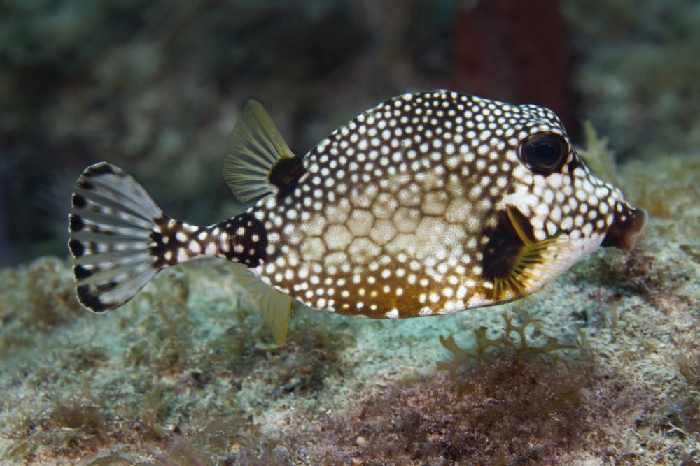 A Spotted Trunkfish Key Largo Florida Canvas Art - Michael WoodStocktrek Images (18 x 12)