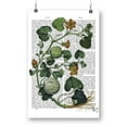 thumbnail image 1 of A Squash Vine Poster - Fab Funky Designs,, 1 of 3
