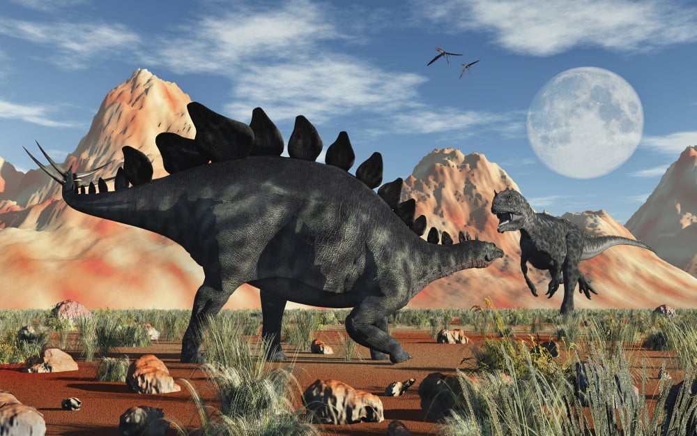 A Stegosaurus defending itself from an attacking Allosaurus Canvas Art - Mark StevensonStocktrek Images (36 x 23)