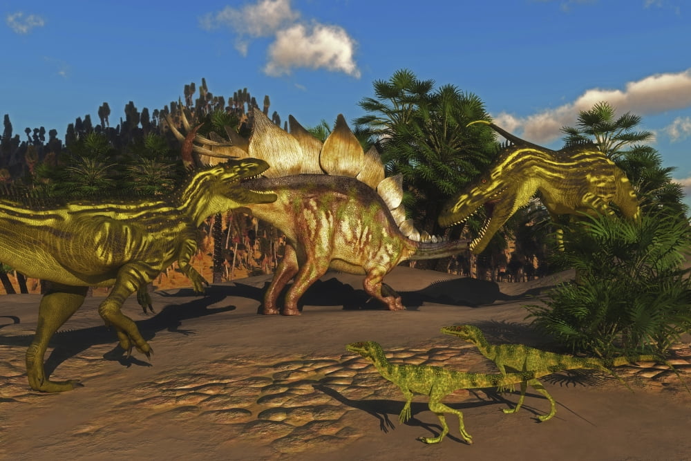 A Stegosaurus tries to defend itself from two Torvosaurus dinosaurs Canvas Art - Corey FordStocktrek Images (17 x 12)