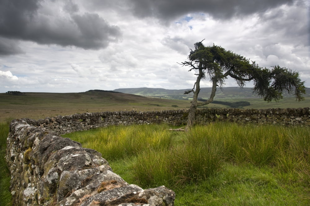 A Stone Fence Across A Field Northumberland England Canvas Art - John Short Design Pics (19 x 12)