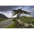 thumbnail image 1 of A Stone Fence Running Along A Road; Lake District  Cumbria  England Poster Print, 1 of 2