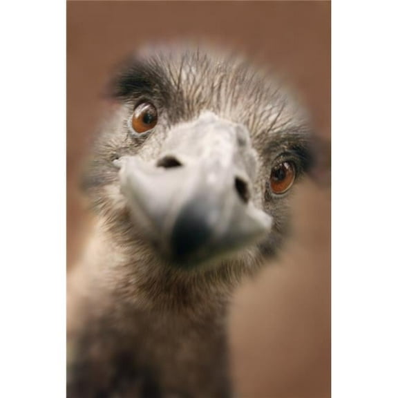 A Strange Look Poster Print by Don Hammond, 22 x 34 - Large