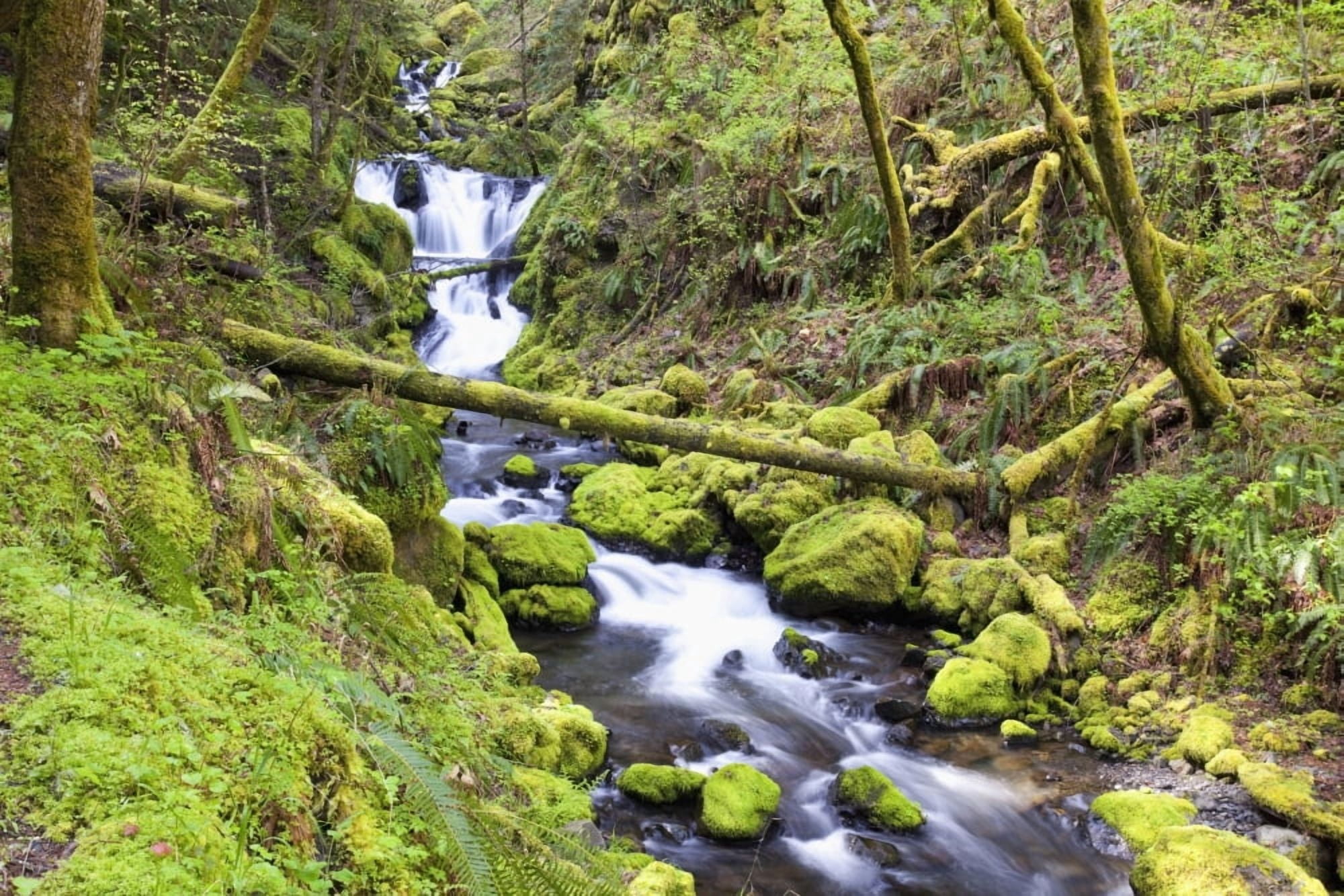 A Stream Flowing Through The Forest Canvas Art - Craig Tuttle Design Pics (19 x 12)