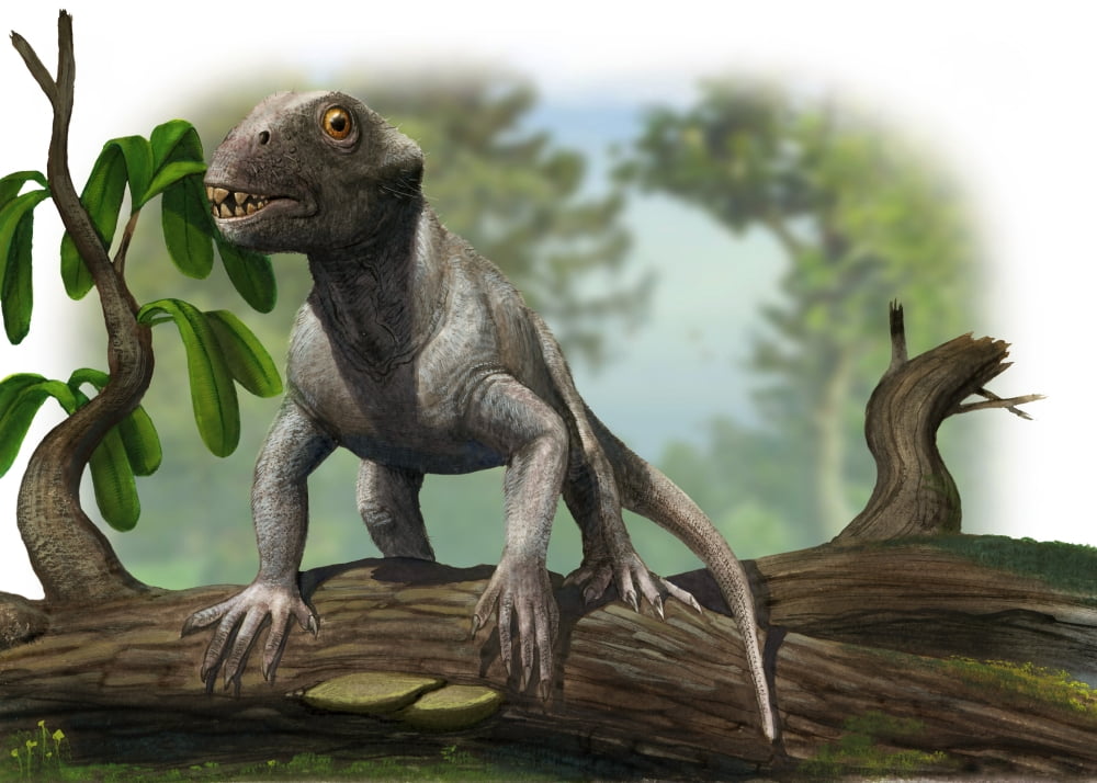 A Suminia getmanovi in a prehistoric environment Canvas Art - Sergey KrasovskiyStocktrek Images (17 x 12)