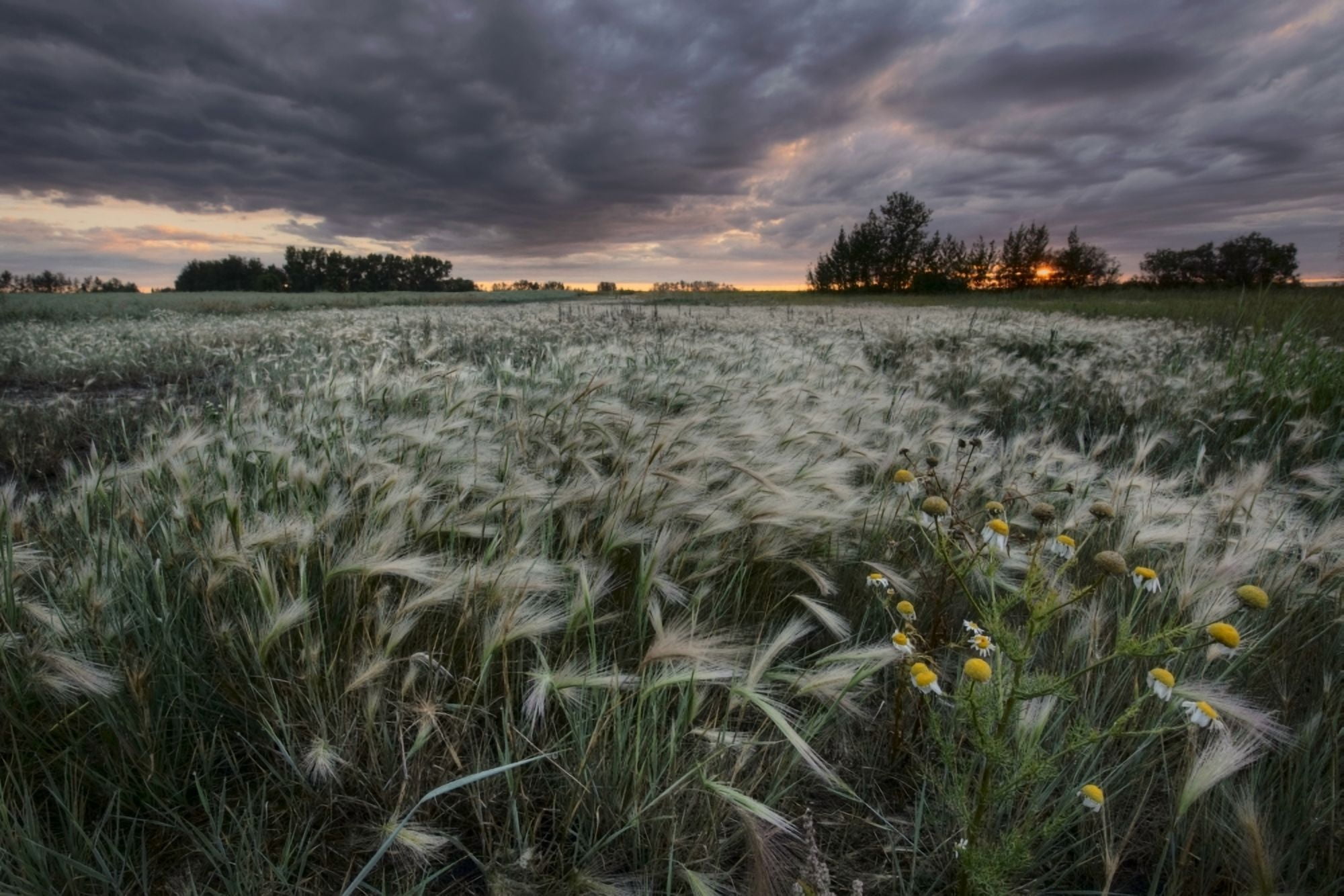 A Summer Sunrise With Storm Clouds Over A Field Of Foxtails On A Farm In Central Alberta Canvas Art - Dan Jurak Design Pics (17 x 11)